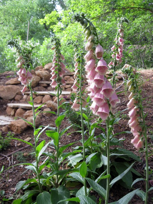 foxglove